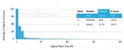 PMS2 Antibody (PMS2/4373R) - Azide and BSA Free, Novus Biologicals 100